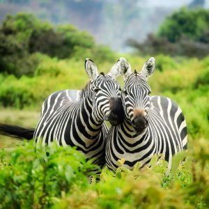 Nature and Wildlife Video Editing