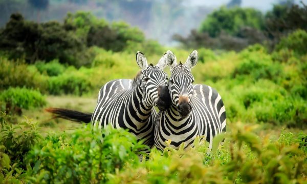 Nature and Wildlife Video Editing